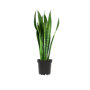 Sanseveria 'Zeylanica' (vrouwentong)